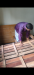 খাট